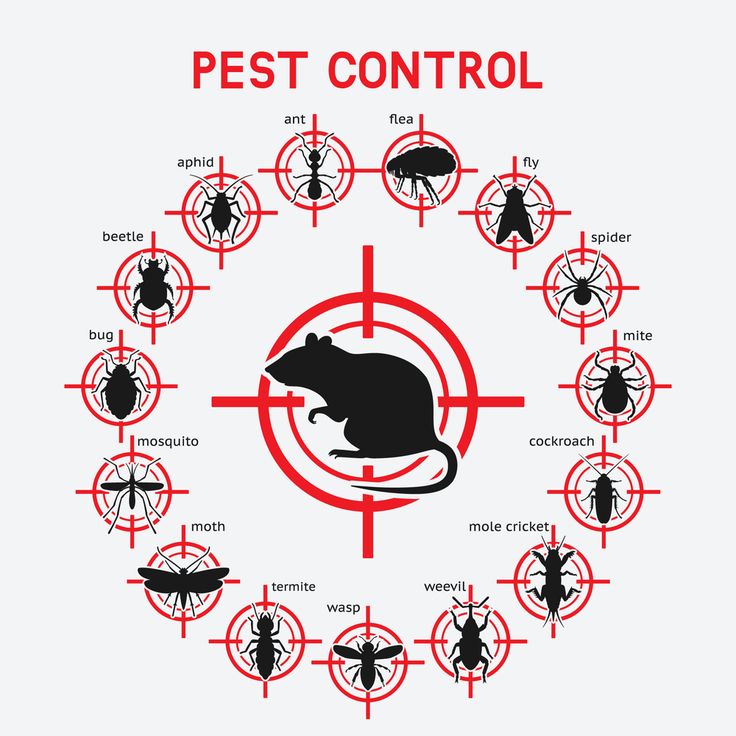 Répulsif Ultrason pour Insectes et Rongeurs – Protection Totale pour Votre Maison!